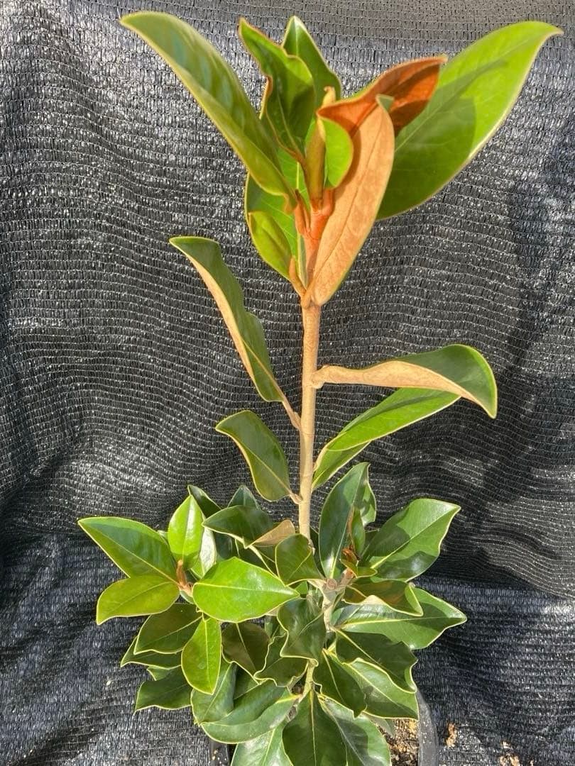 ①*:ஐ四季咲き・矮性！*:ஐ丈夫な接木・タイサンボク・苗木【リトルジェム】8号