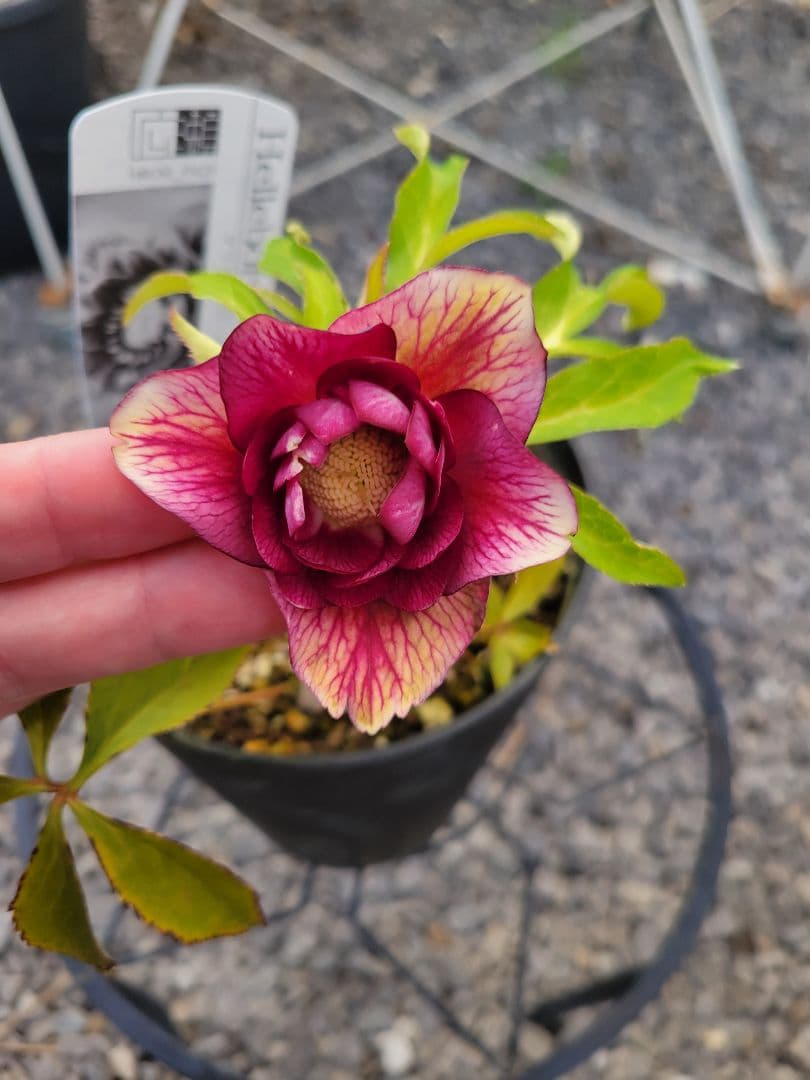 広瀬園芸　クリスマスローズ　レッドベインタブル