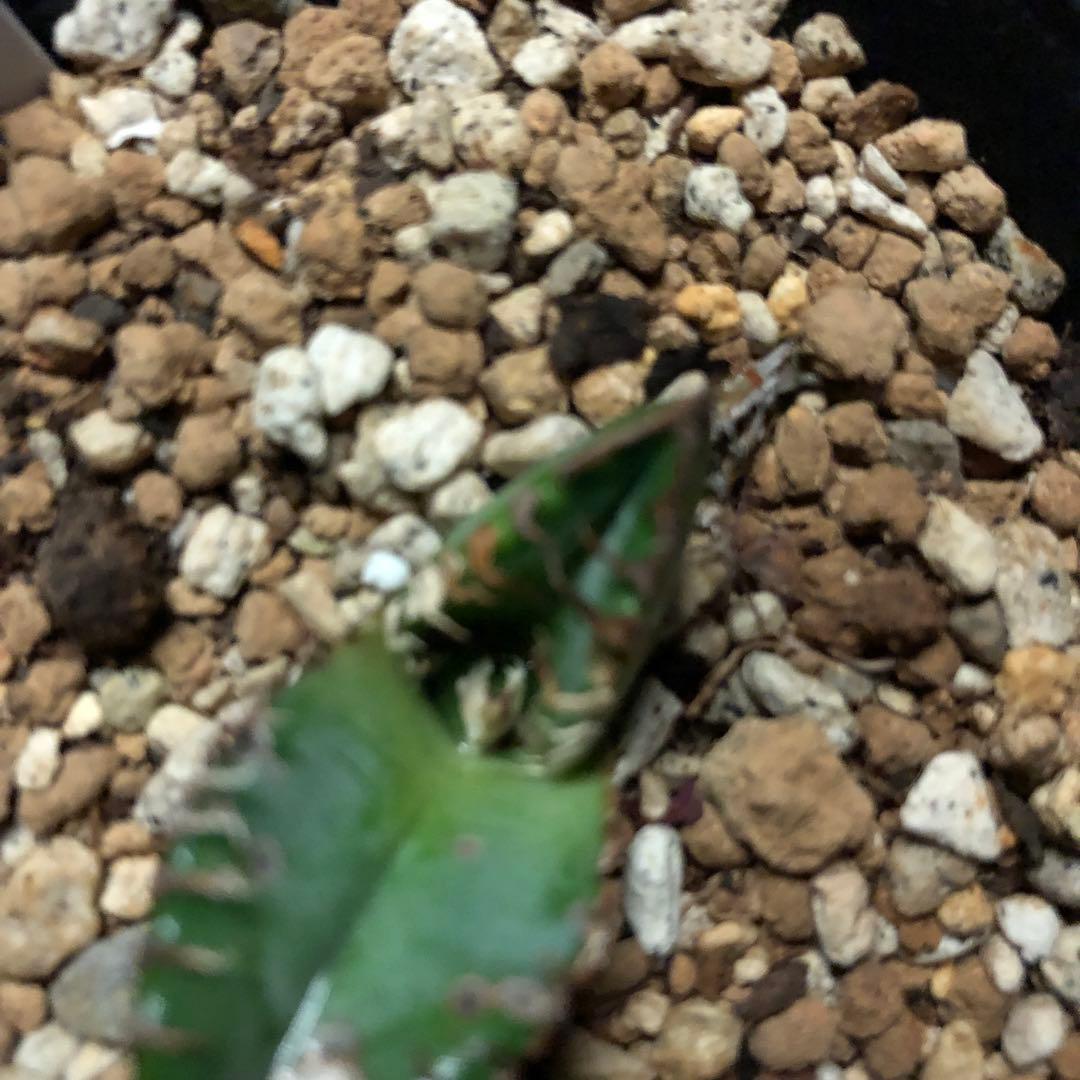 年末セールアガベチタノタ悪魔くん‼️10890-2890