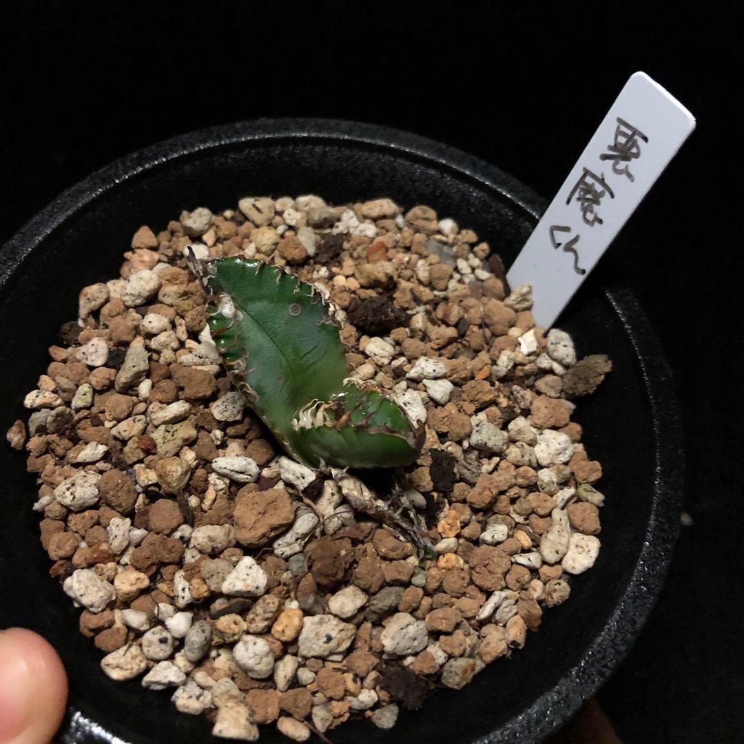 年末セールアガベチタノタ悪魔くん‼️10890-2890