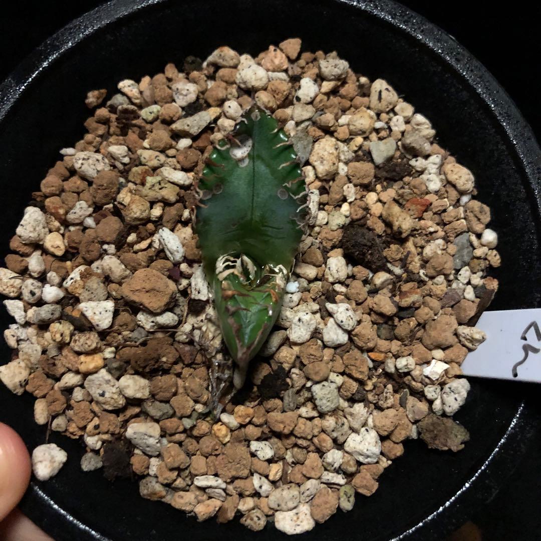 年末セールアガベチタノタ悪魔くん‼️10890-2890