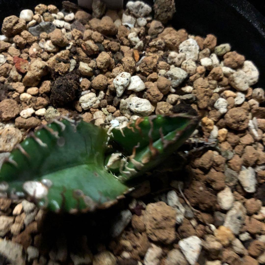 年末セールアガベチタノタ悪魔くん‼️10890-2890