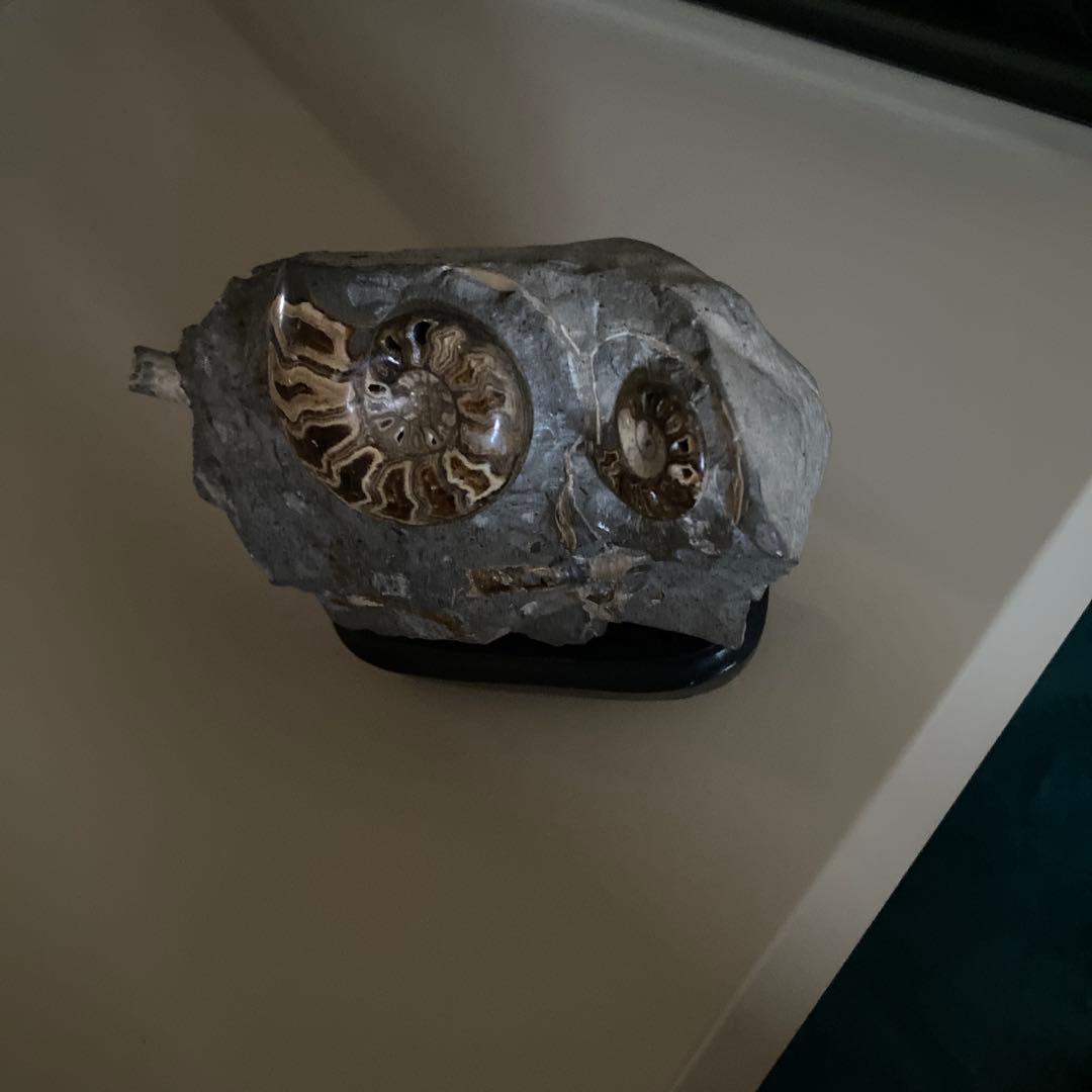 アンモナイト　化石　3点セットまとめ売り　大幅値下げ