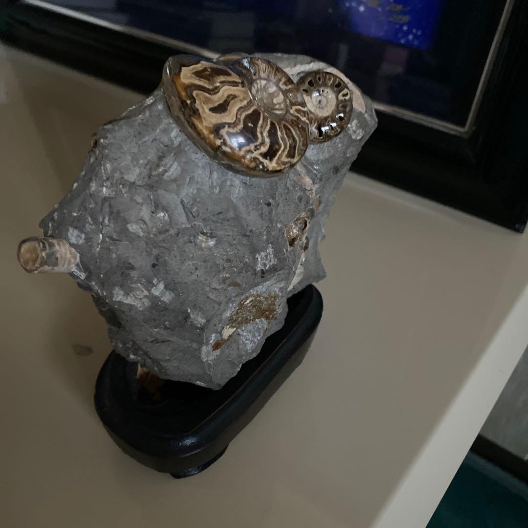 アンモナイト　化石　3点セットまとめ売り　大幅値下げ