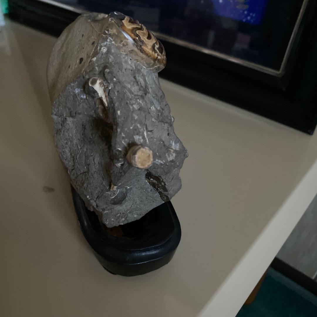 アンモナイト　化石　3点セットまとめ売り　大幅値下げ