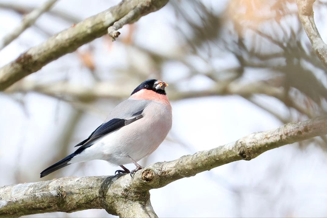 R　Canon EOS R7 ミラーレス一眼カメラ