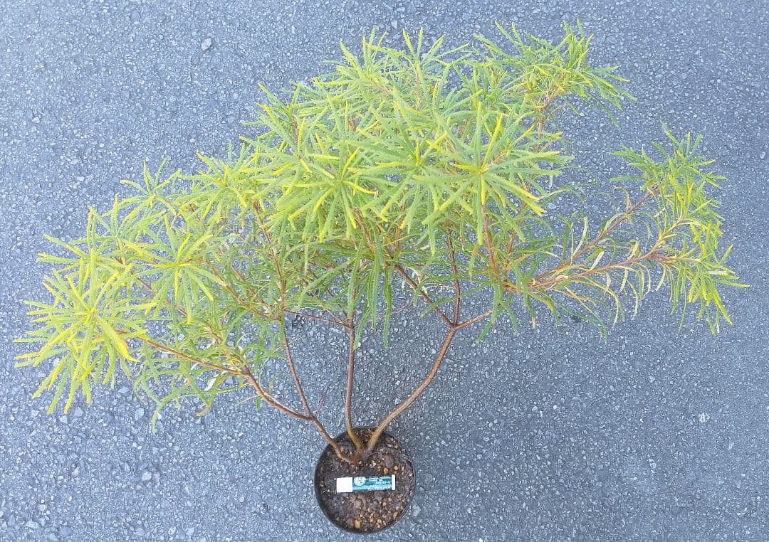 希少/バンクシア【ヘアピン:スピヌロサ】苗 観葉植物 イエローオレンジ苗木 庭木