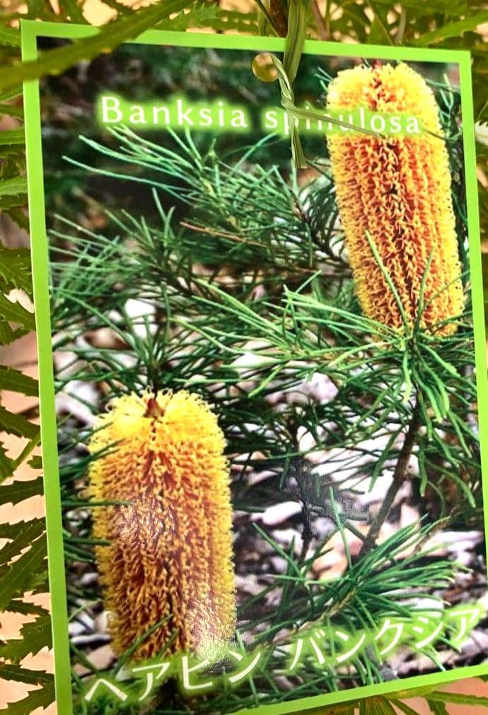 希少/バンクシア【ヘアピン:スピヌロサ】苗 観葉植物 イエローオレンジ苗木 庭木