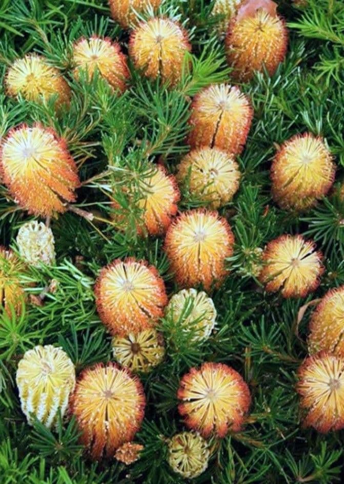 希少/バンクシア【ヘアピン:スピヌロサ】苗 観葉植物 イエローオレンジ苗木 庭木