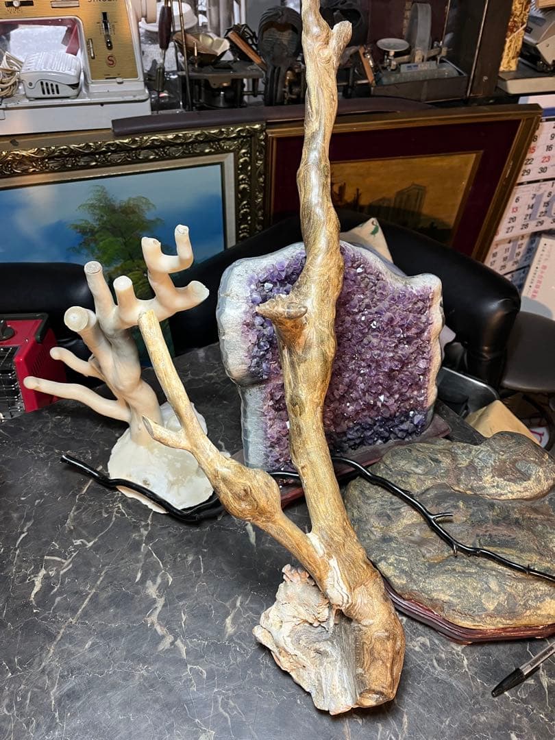 黒松珊瑚、海松、黒海松、深海珊瑚、黒珊瑚、