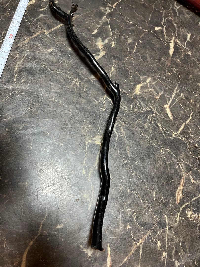 黒松珊瑚、海松、黒海松、深海珊瑚、黒珊瑚、