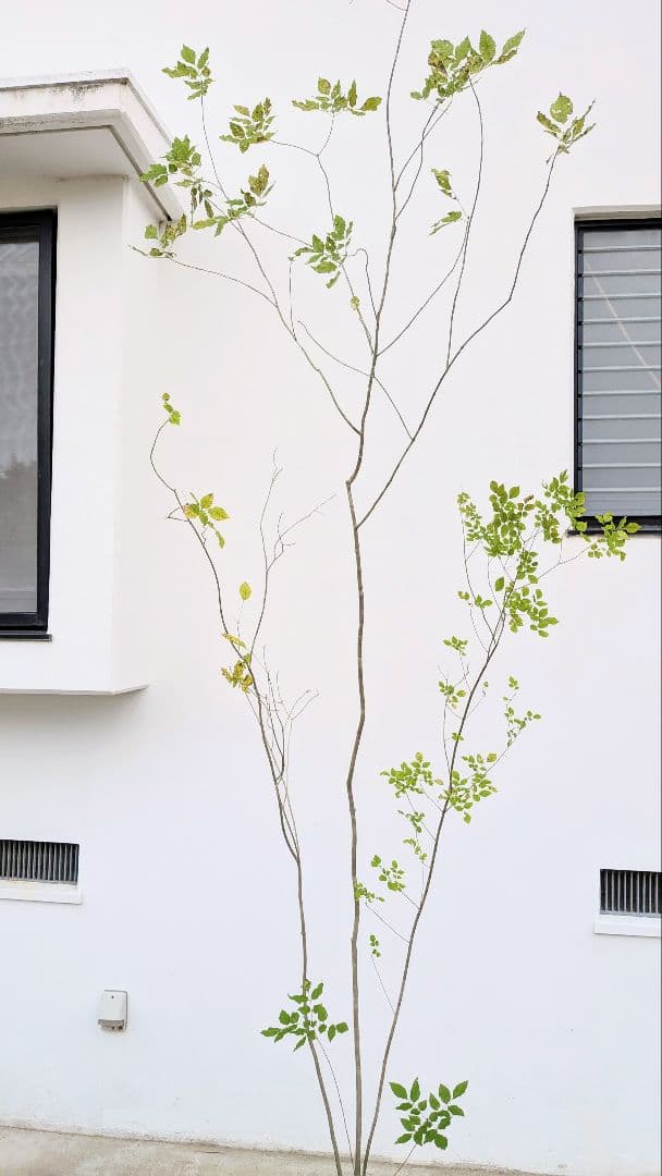 極上。特大。山採りアオダモ。