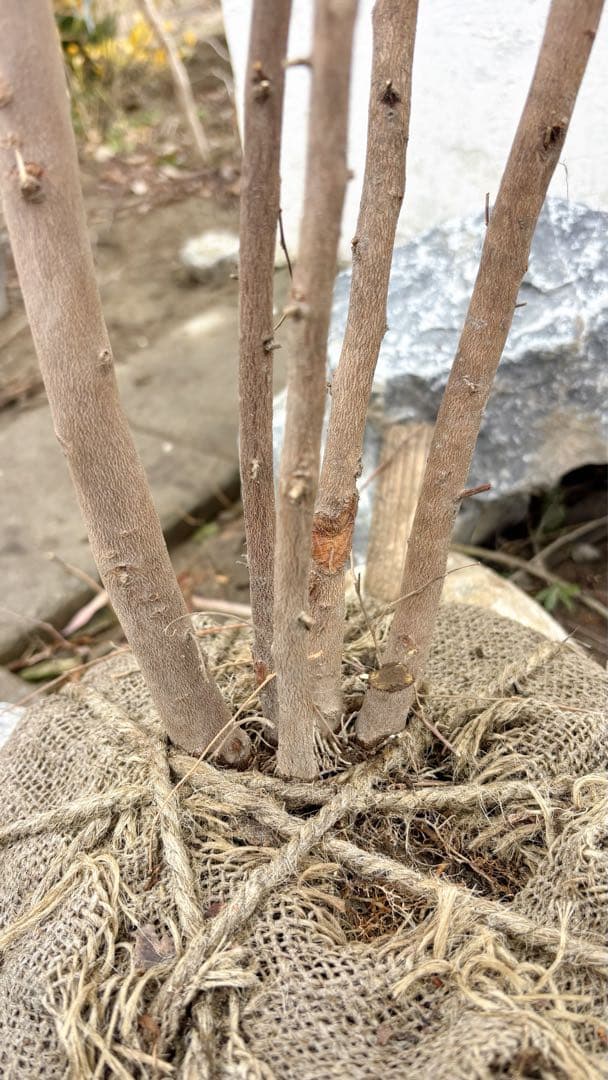 希少。赤花エゴノキピンクチャイム株立ち1.8M(鉢底から)