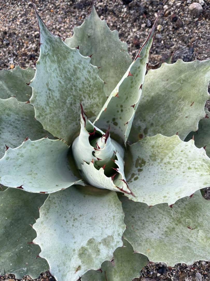 アガベ　オバティフォリアドワーフ  ワイドリーフ　US輸入　発根済み　鉢ごと発送