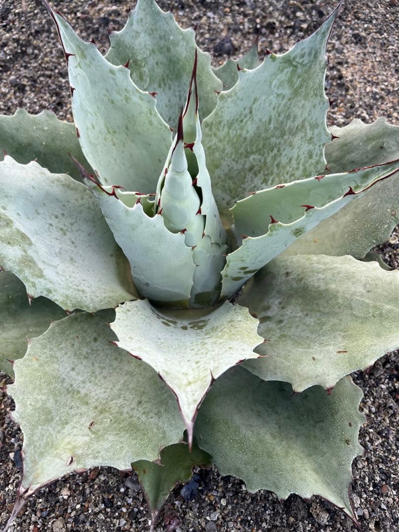 アガベ　オバティフォリアドワーフ  ワイドリーフ　US輸入　発根済み　鉢ごと発送