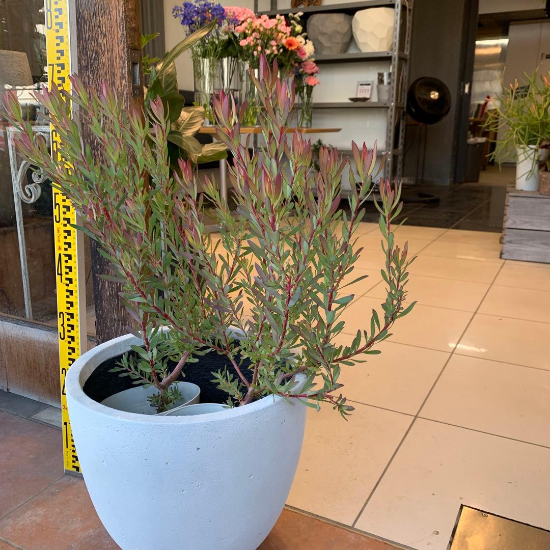 リューカデンドロン エイミー ファイバー鉢