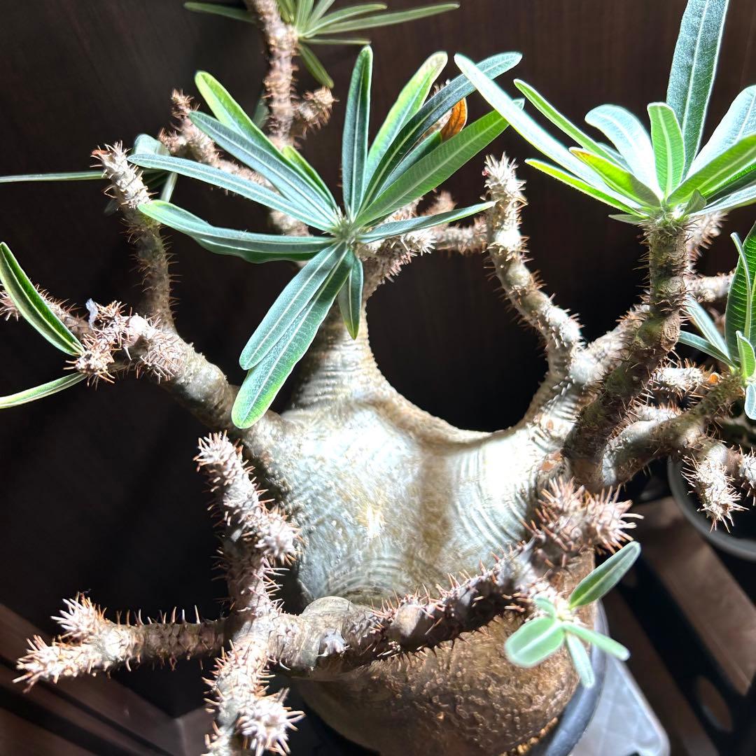 【20㎝超大美株】グラキリス パキポディウム 発根済現地株 塊根 コレクション