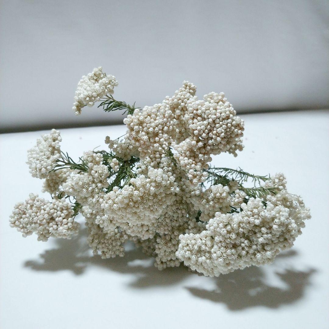 ドライフラワー様