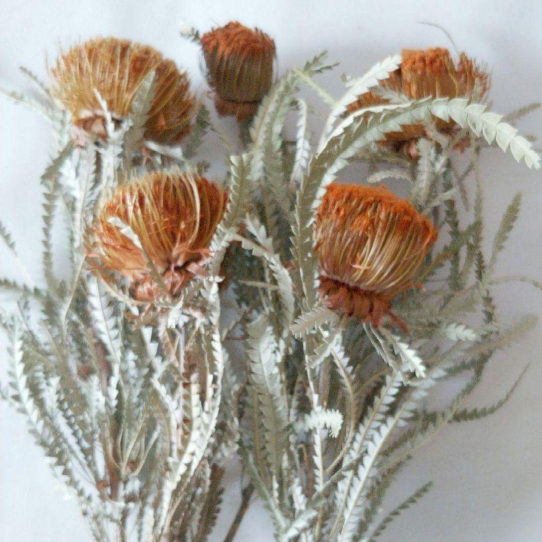 ドライフラワー様