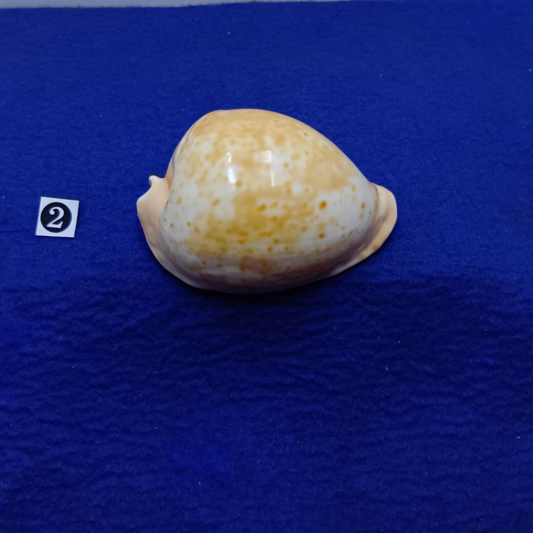 ②-1貝標本ウスアカネダカラ