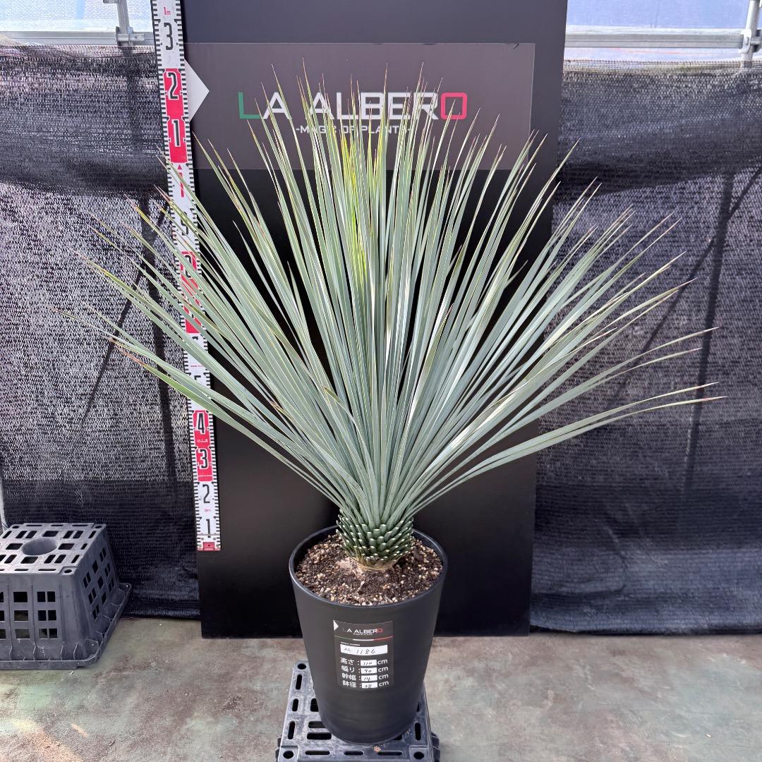 k*u様 【AL1186】ユッカ　ロストラータ　ランチョブルー