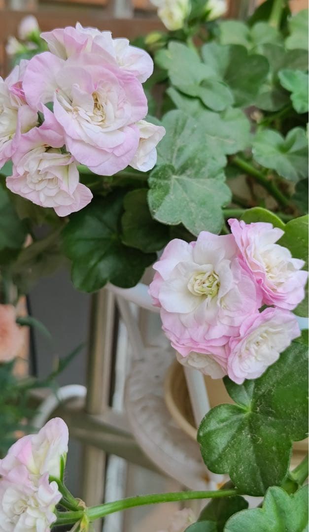 超新品アイビーゼラニウム苗