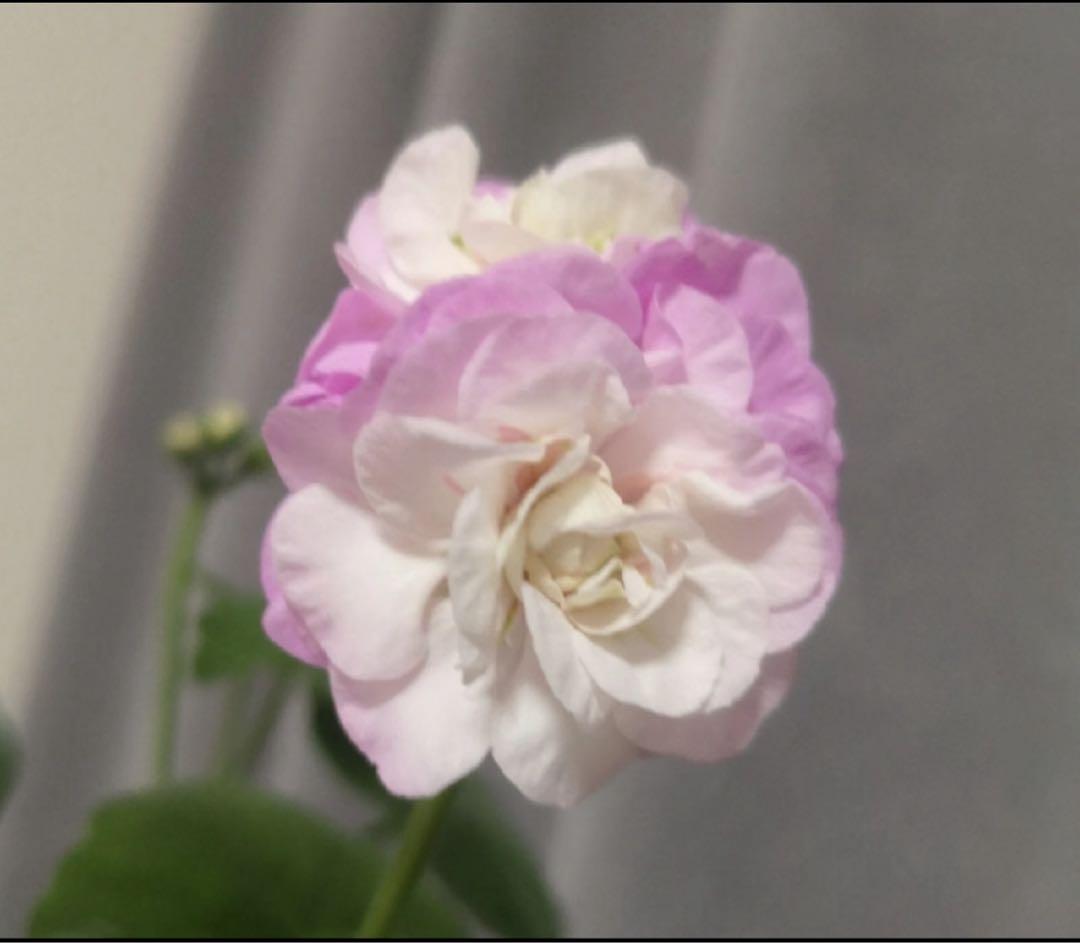 超新品アイビーゼラニウム苗