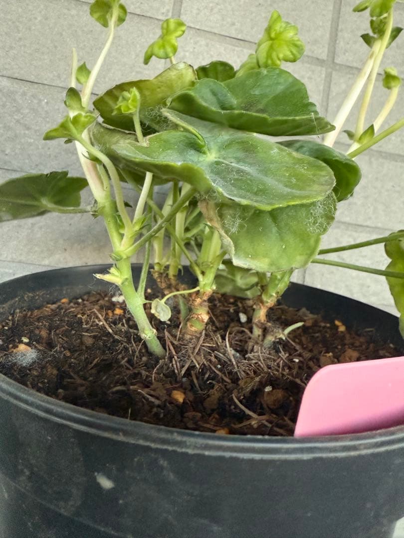 超新品アイビーゼラニウム苗