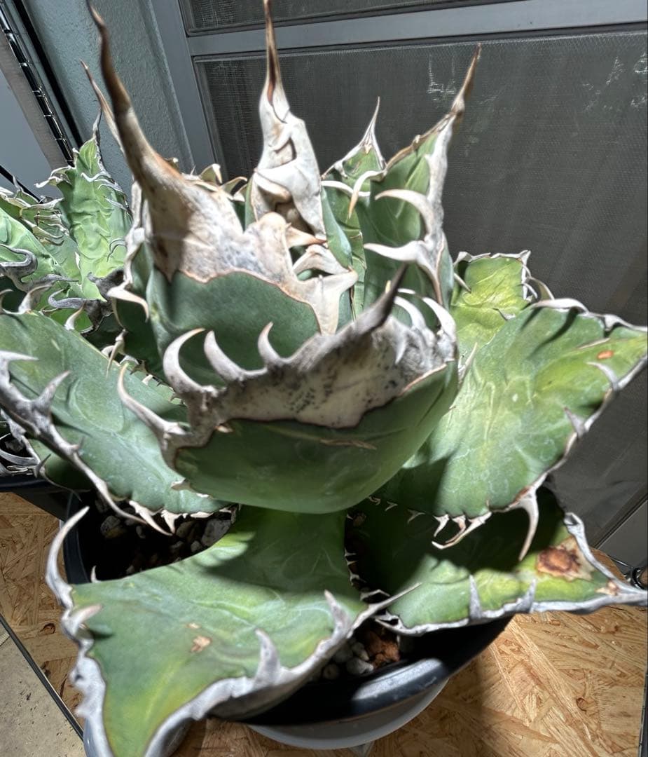 アガベ oaxaca oteroi 超バンド鋸歯 オアハカ オテロイ