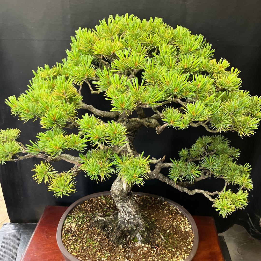 五葉松 盆栽