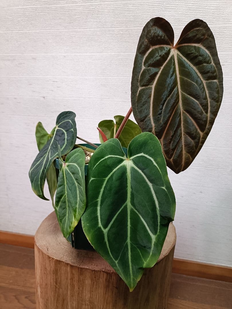 Anthurium carlablackiae アンスリウムカーラブラッキアエ
