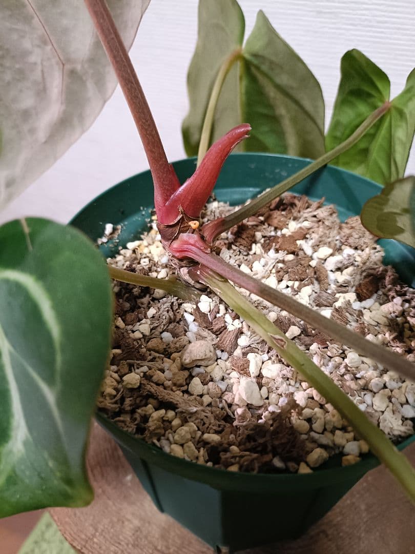 Anthurium carlablackiae アンスリウムカーラブラッキアエ