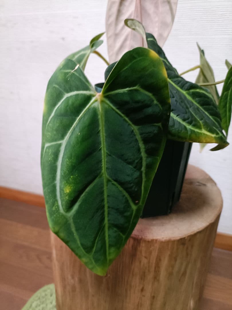 Anthurium carlablackiae アンスリウムカーラブラッキアエ