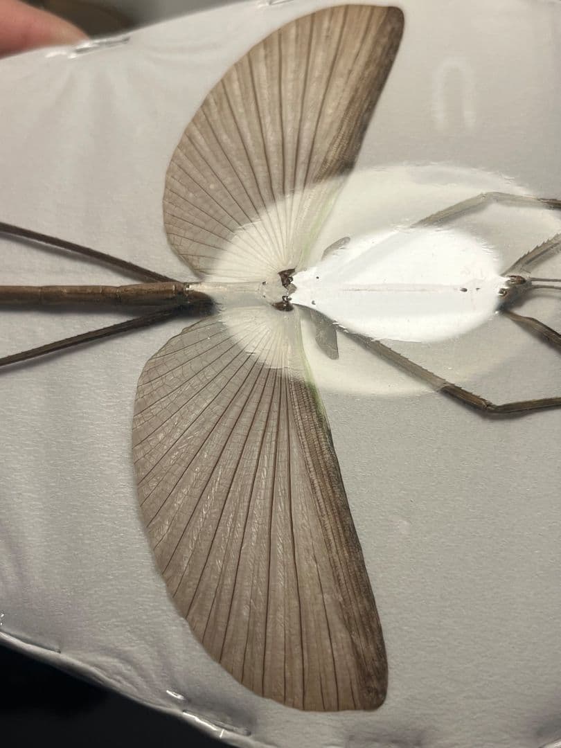 【状態最高】Tirachoidea bicepsナナフシ標本 コノハムシコロギス