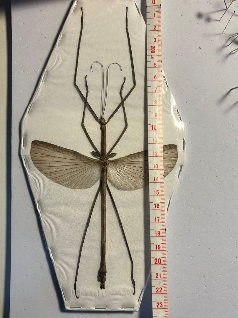 【状態最高】Tirachoidea bicepsナナフシ標本 コノハムシコロギス