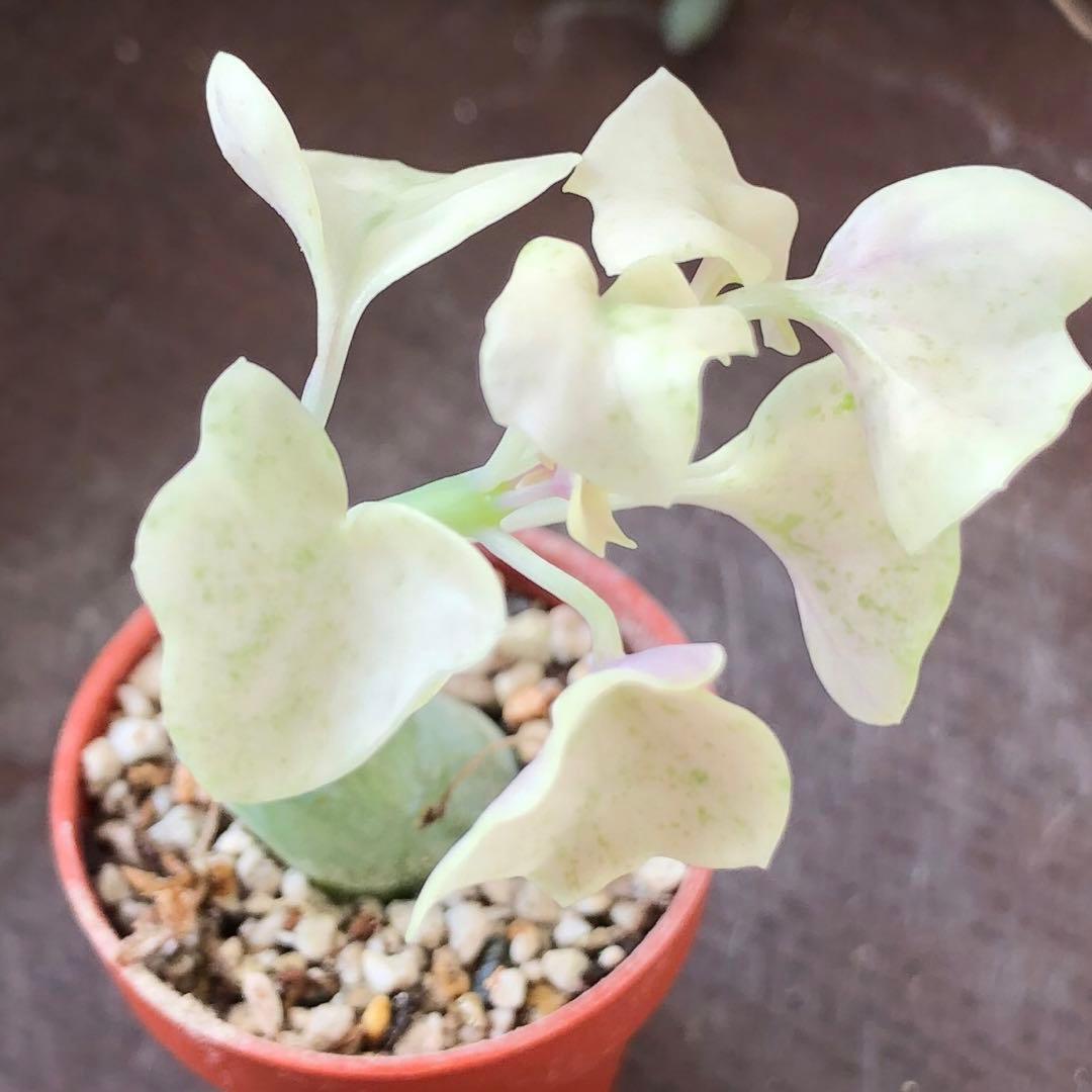 専用！多肉植物^o^  七法樹錦