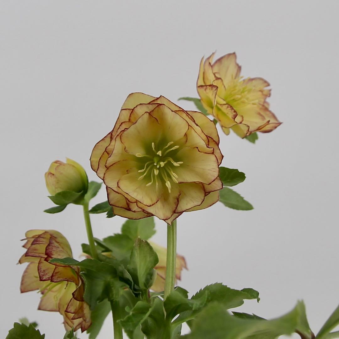 八重咲きクリスマスローズ　11ポットセット