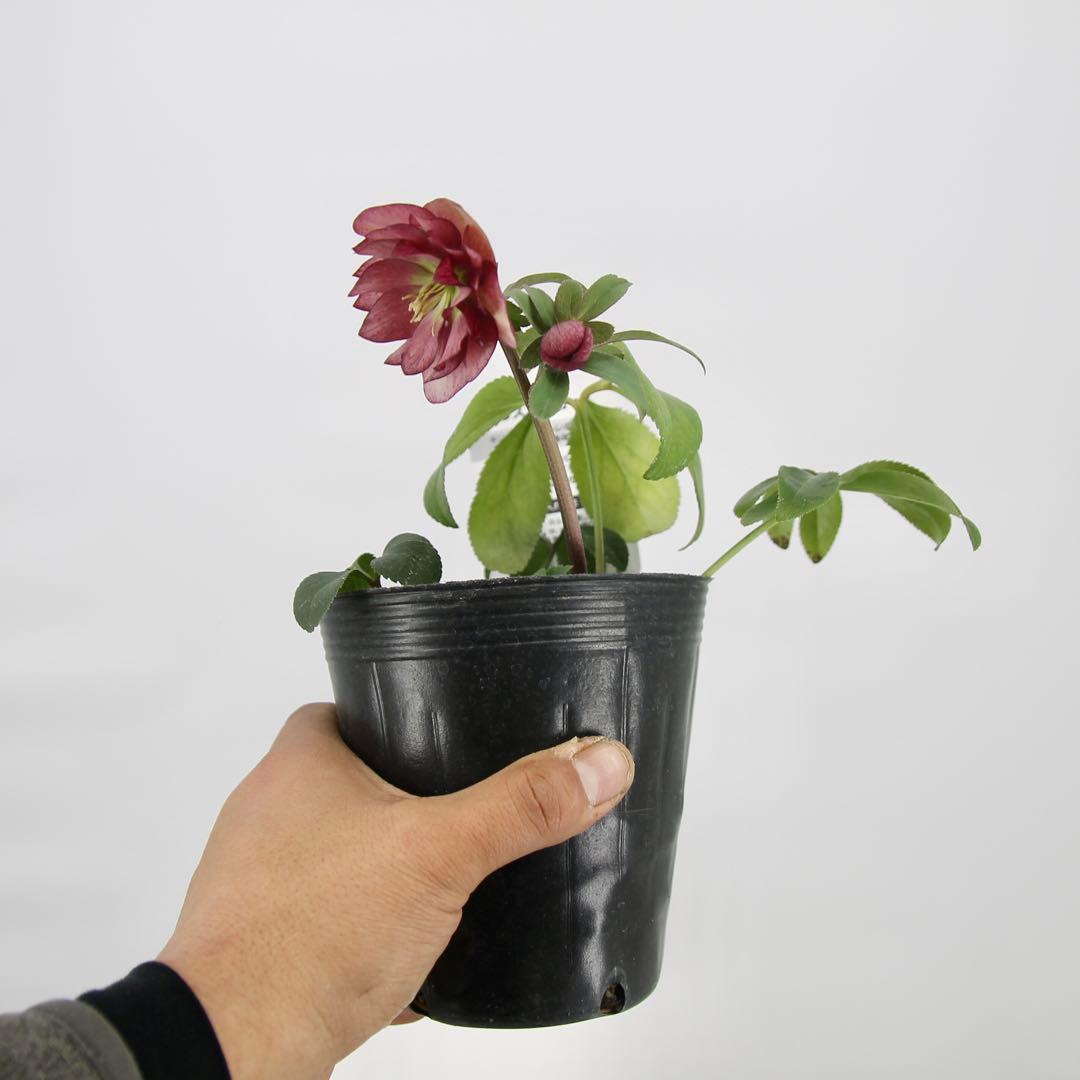 八重咲きクリスマスローズ　11ポットセット