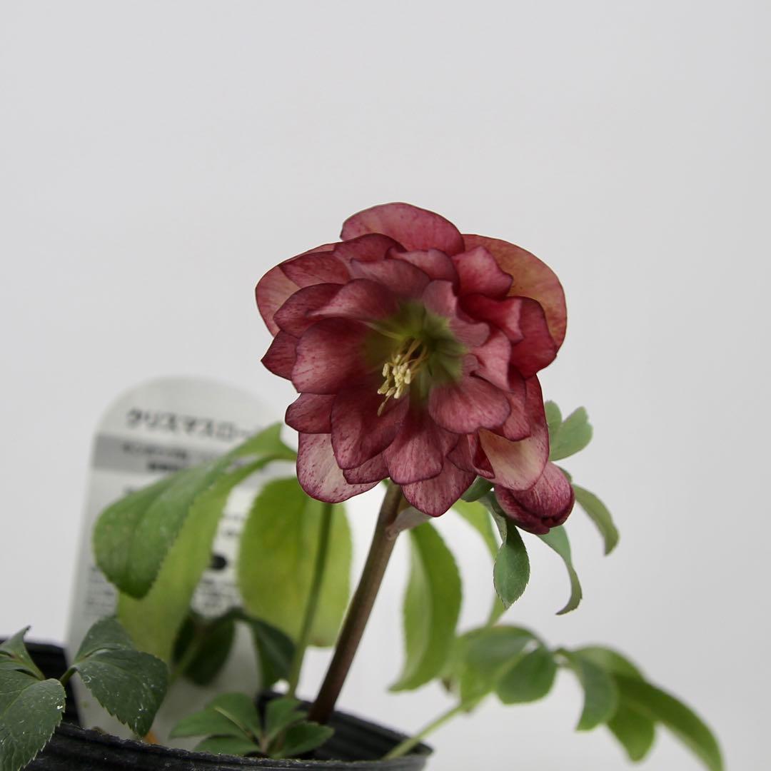 八重咲きクリスマスローズ　11ポットセット