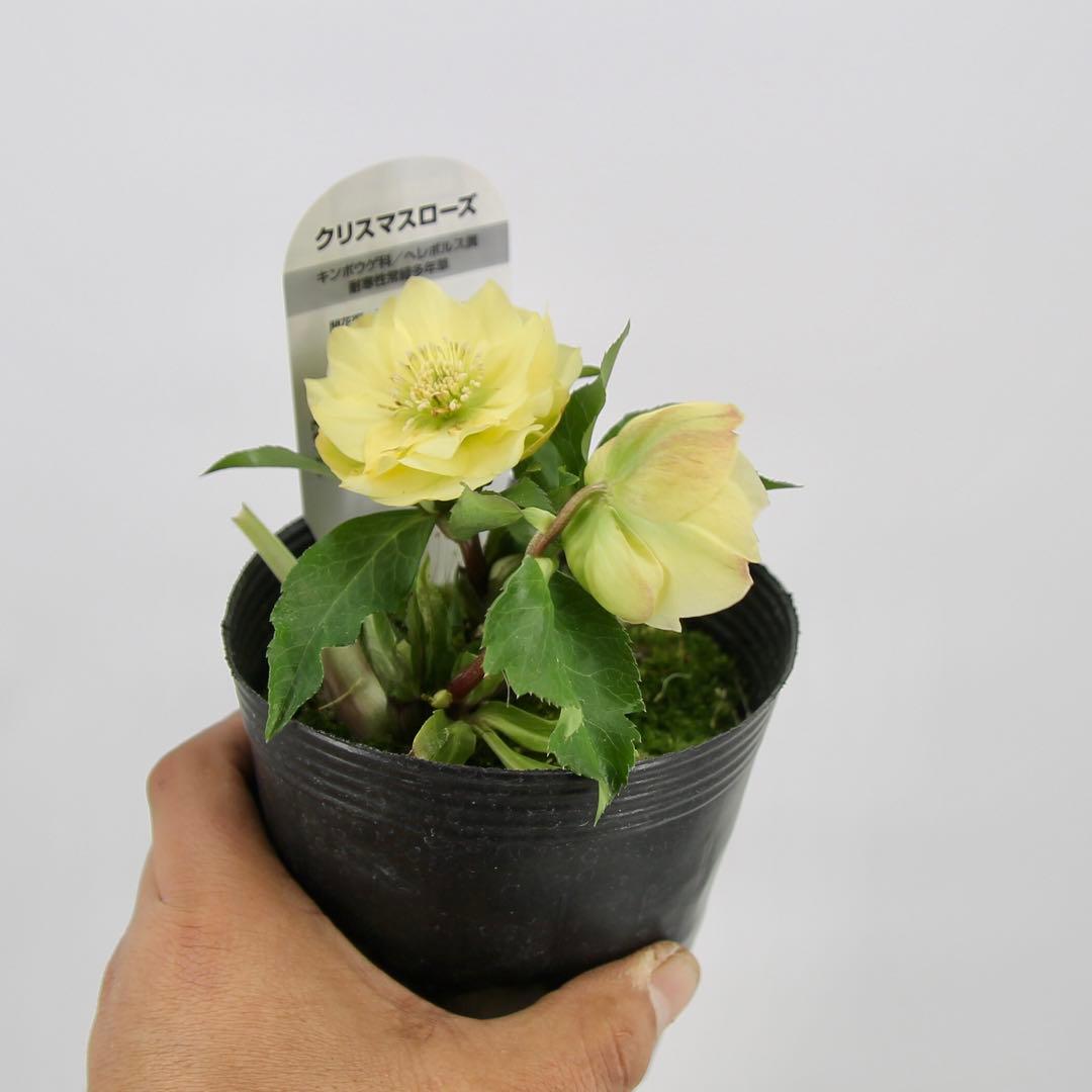 八重咲きクリスマスローズ　11ポットセット