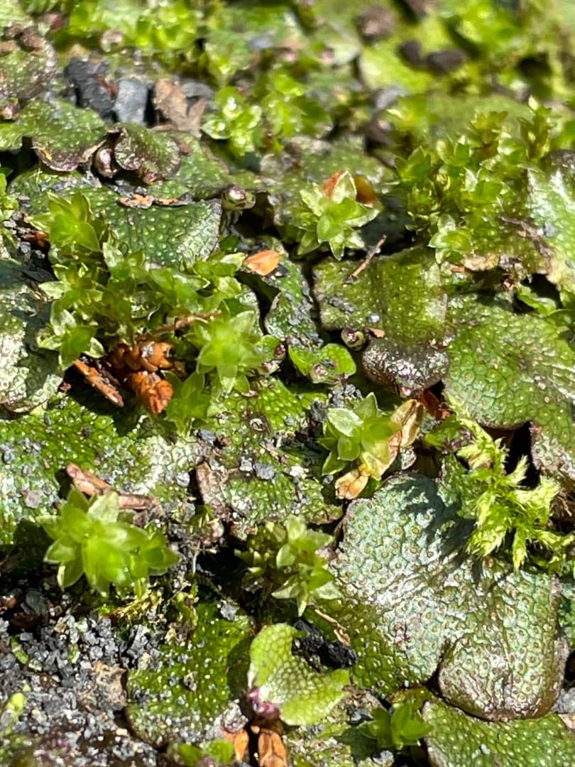 ジャゴケ(蛇苔)  　リクエスト用ページ　イモリウム　アクアリウム　観賞用天然苔