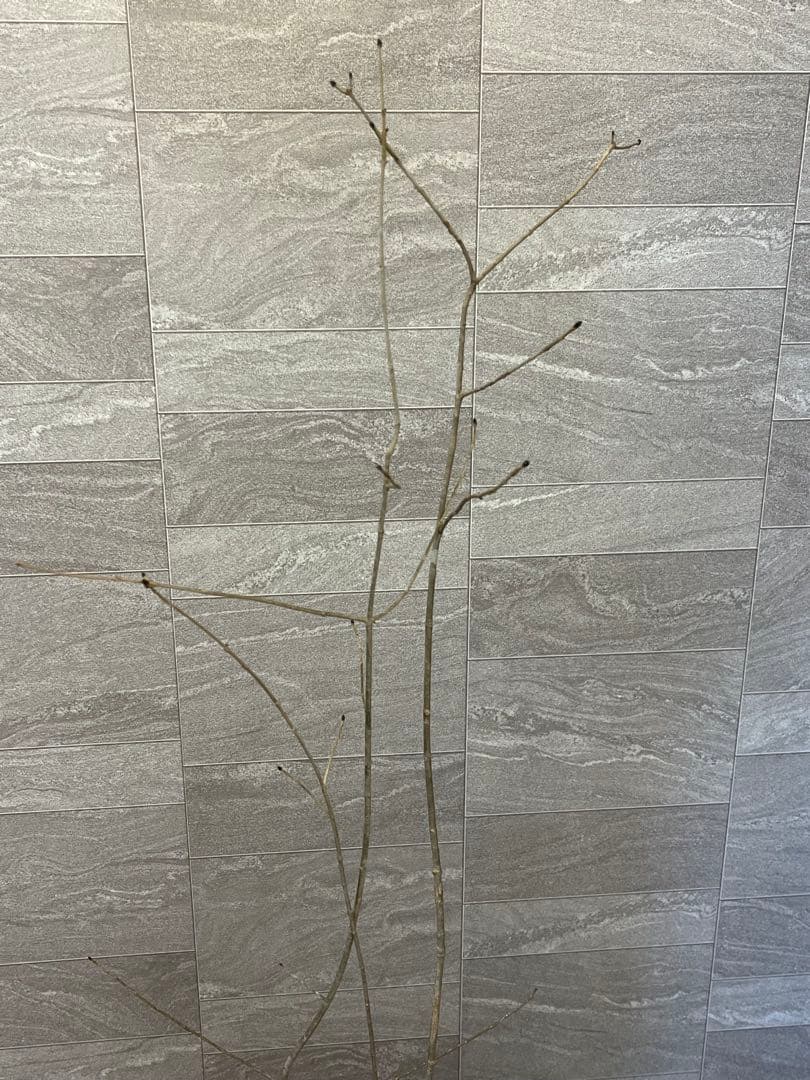 山採り天然　アオダモ　4本株立ち