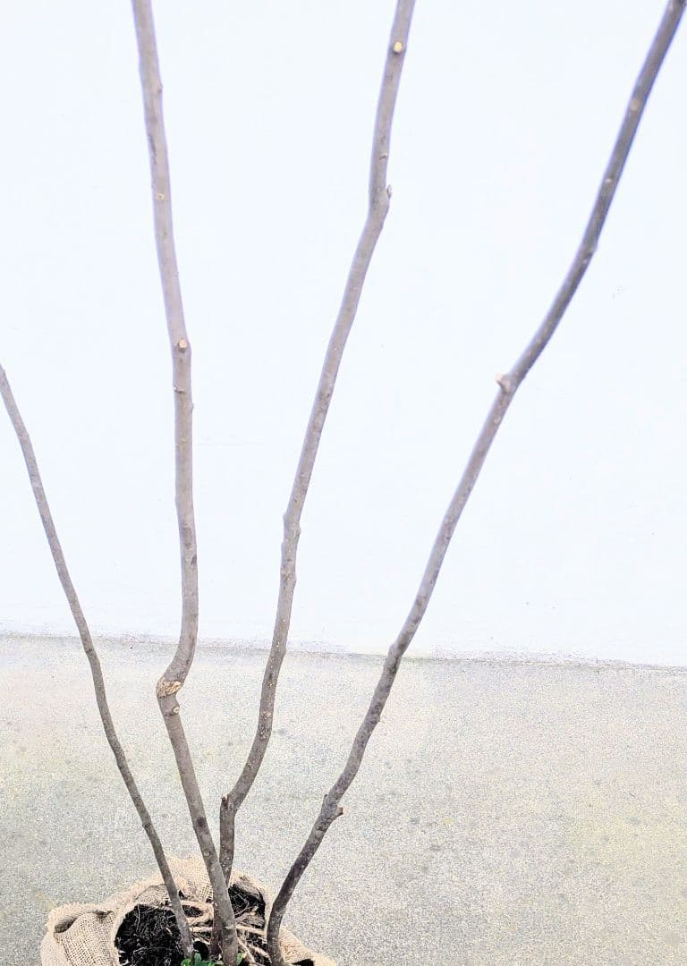 訳あり特価！山採りハイノキ。