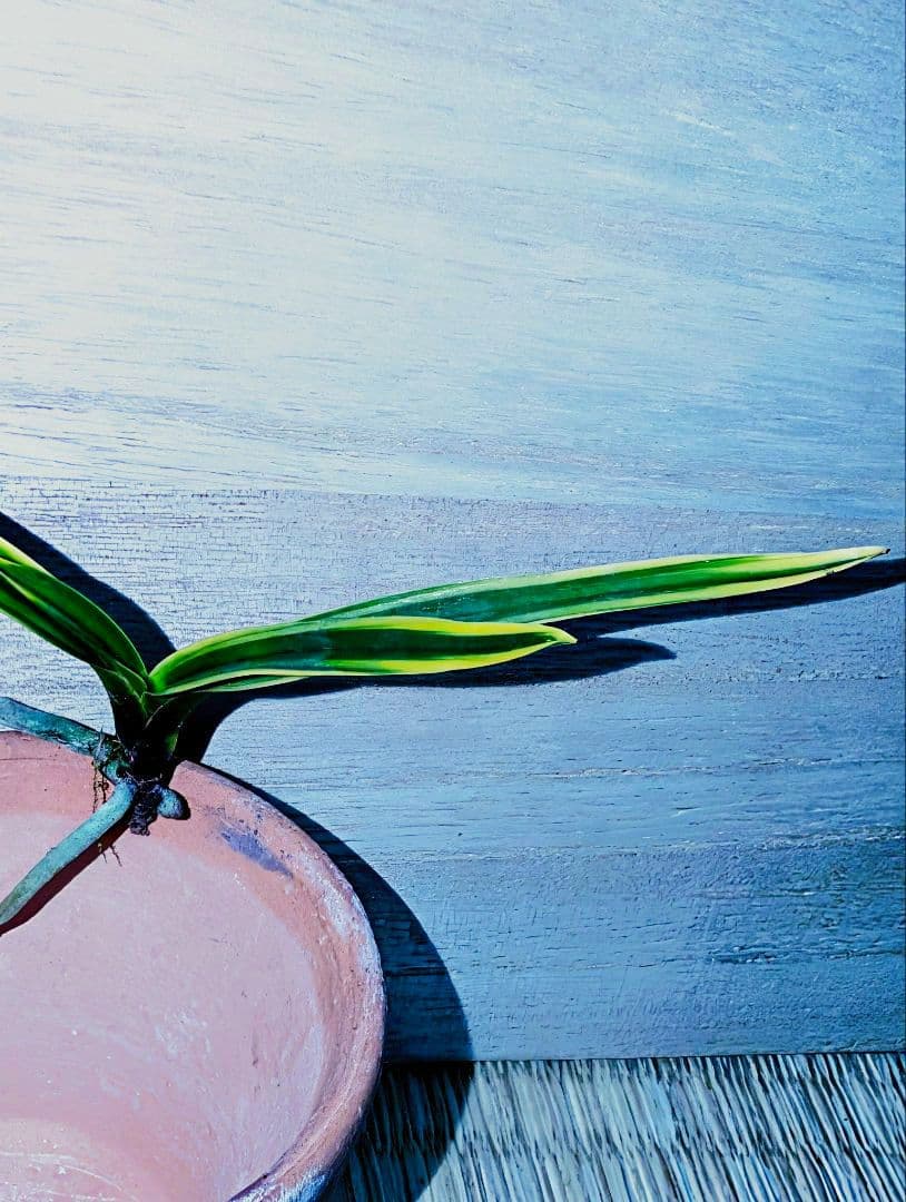 【迎春】富貴蘭　湖東錦