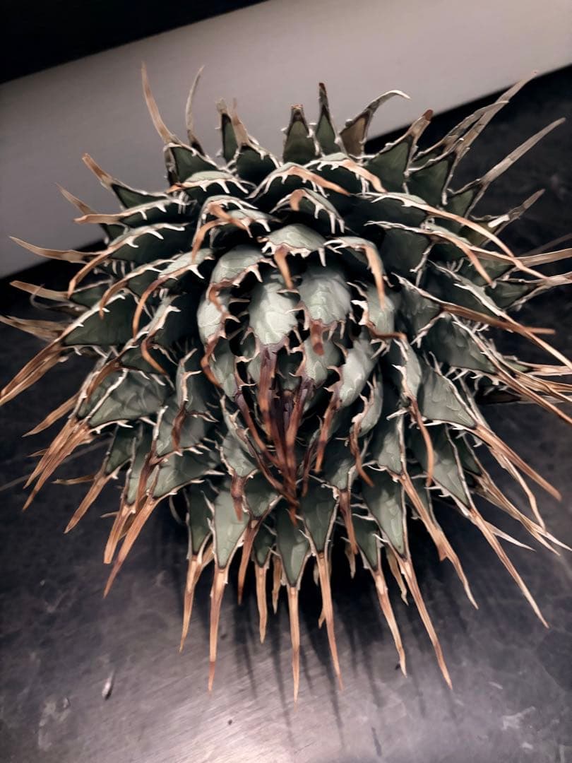 耐寒性アガベ エボリスピナ陽炎◇大株ドライガーデン多肉サボテン　チタノタ　ヤシ
