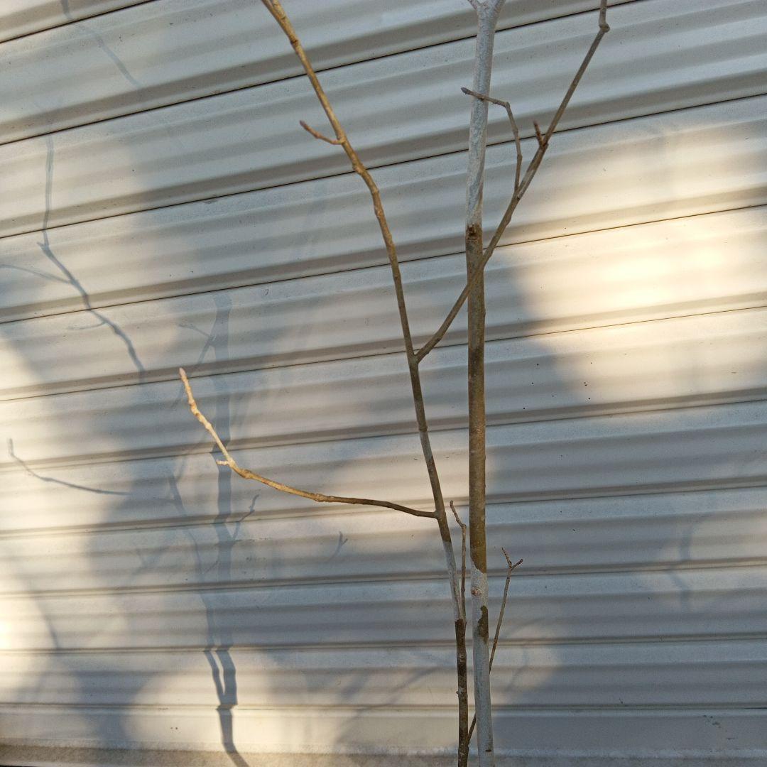 アオダモ　2本立ち　山採り