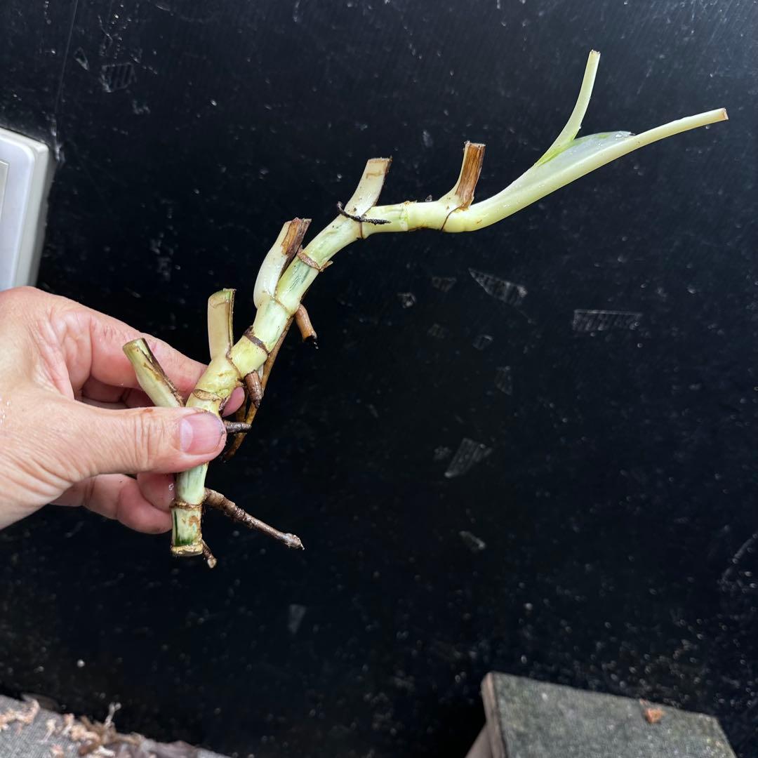 斑入りモンステラホワイトタイガー茎8株おまとめ