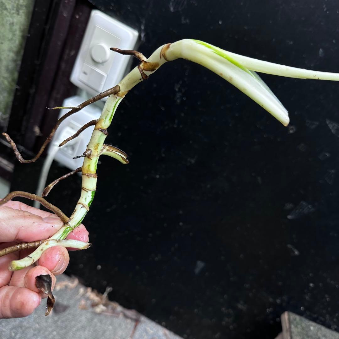 斑入りモンステラホワイトタイガー茎8株おまとめ