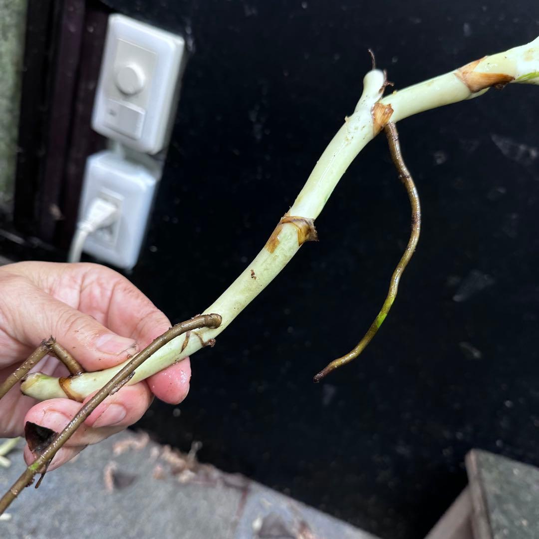 斑入りモンステラホワイトタイガー茎8株おまとめ