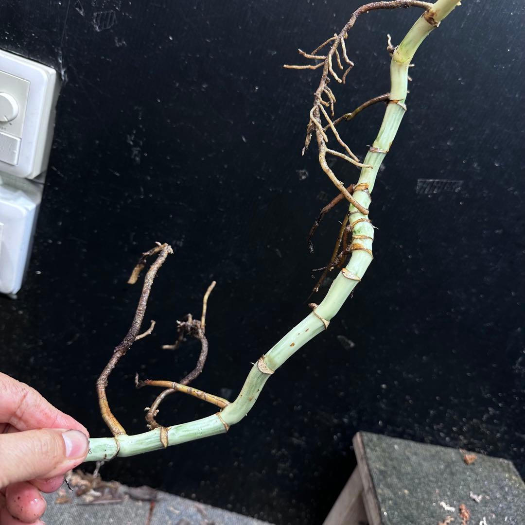 斑入りモンステラホワイトタイガー茎8株おまとめ